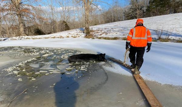 سقوط 20 گاو در حوضچه یخ زده