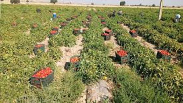 خودنمایی گوجه در مزارع گچساران