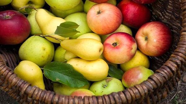 میوه های سرشار از آنتی اکسیدان کدامند؟ میوه های سرشار از آنتی اکسیدان کدامند؟
